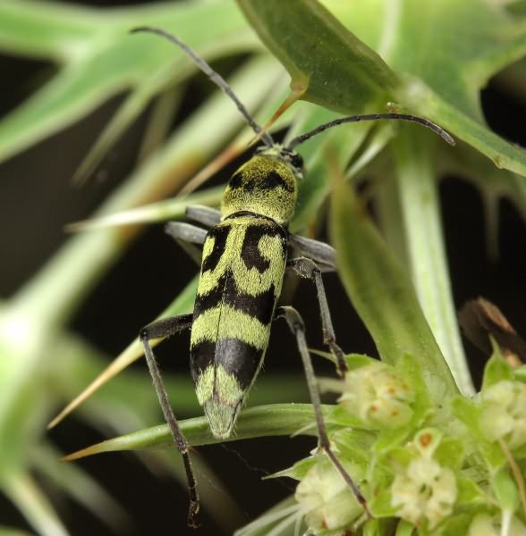 Chlorophorus varius (Müller, 1766)